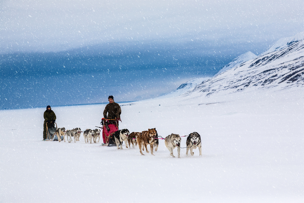 Svalbard, an arcticficial life